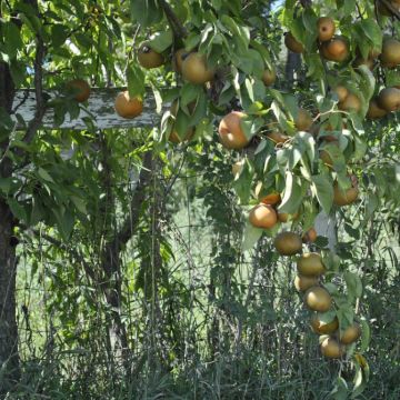 Photo of Starking® Hardy Giant™ Asian Pear Tree