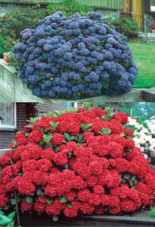 Photo of Brilliant Hydrangea Assortment