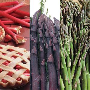 Photo of Asparagus & Rhubarb Plant Assortment