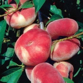 Photo of Stark® Saturn Peach Tree