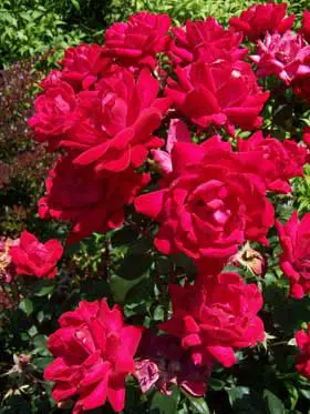 Knock Out Rose - Thumbnail 2