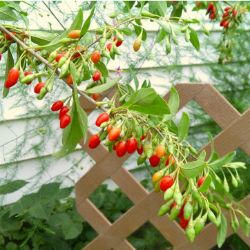 Photo of Vermilion Sunset® Goji Plant