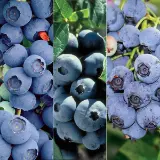 Photo of Heirloom Blueberry Plant Collection