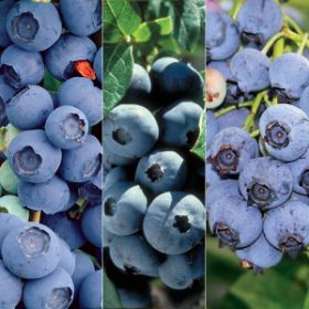 Photo of Heirloom Blueberry Plant Collection