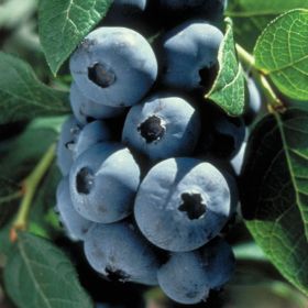 Photo of Earliblue Blueberry Plant
