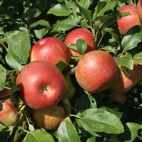 Pink Lady/Rosy Glow Apple Tree 20L - Just Berry Plants