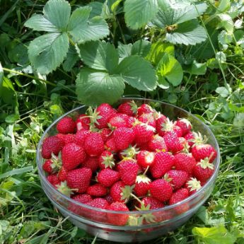 Strawberry Plants