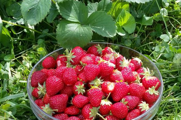 Strawberry Plants