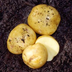 Photo of Yukon Gold Seed Potato