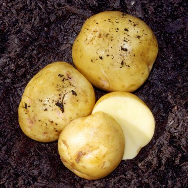 Photo of Yukon Gold Seed Potato