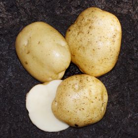 Photo of Superior Seed Potato