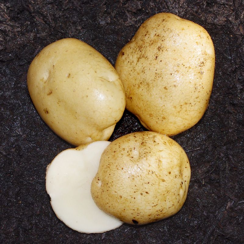 Superior Seed Potato Stark Bro’s