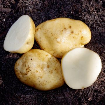 Photo of Kennebec Seed Potato