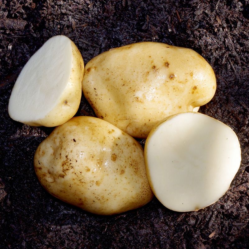 Kennebec Seed Potato Stark Bro’s