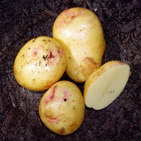 Photo of Modern Seed Potato Collection