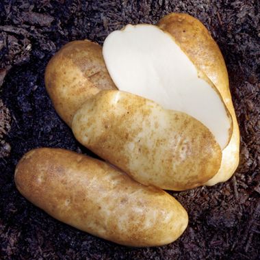 Photo of Heirloom Seed Potato Collection