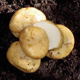 Photo of Green Mountain Seed Potato