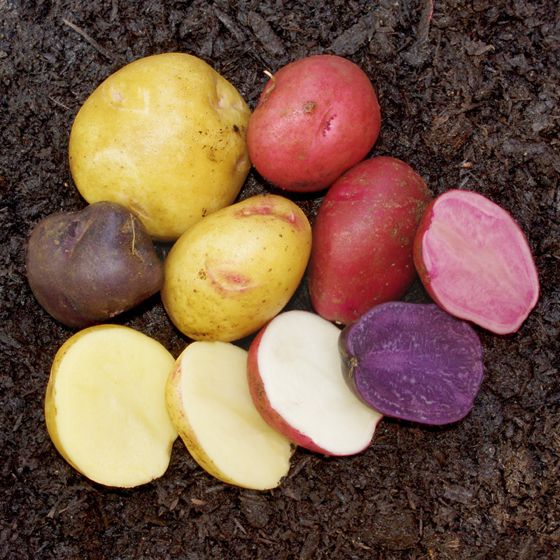 Photo of Modern Seed Potato Collection