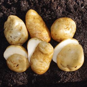 Photo of Heirloom Seed Potato Collection