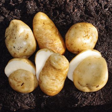 Photo of Heirloom Seed Potato Collection