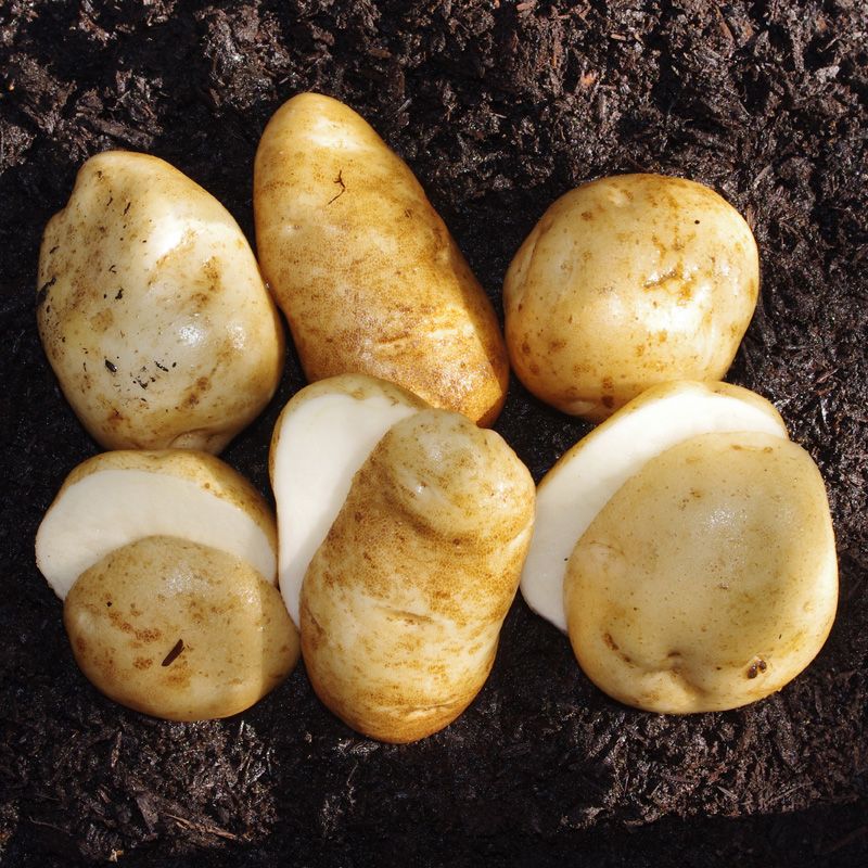 Heirloom Seed Potato Collection Stark Bro’s