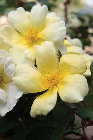 Photo of Sunny Knock Out® Rose