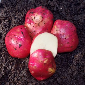 Photo of Dark Red Norland Seed Potato