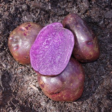 Photo of Modern Seed Potato Collection