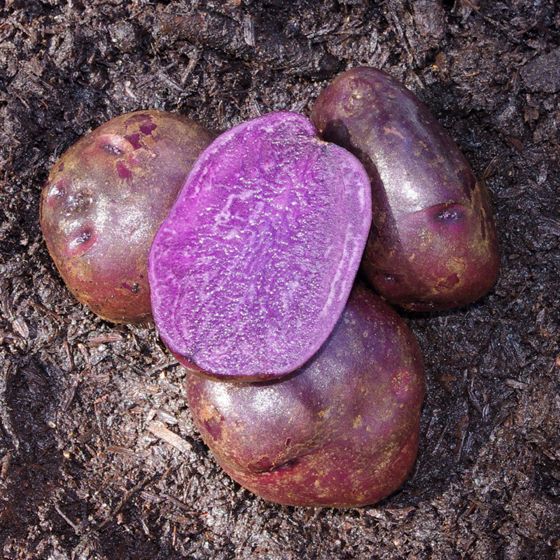 Photo of Adirondack Blue Seed Potato