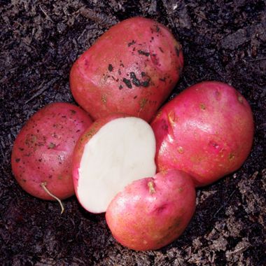 Photo of Modern Seed Potato Collection