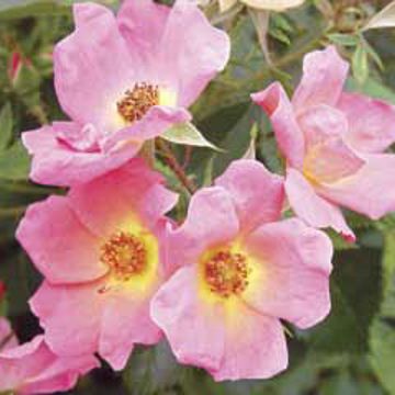 Photo of Rainbow Knock Out® Rose