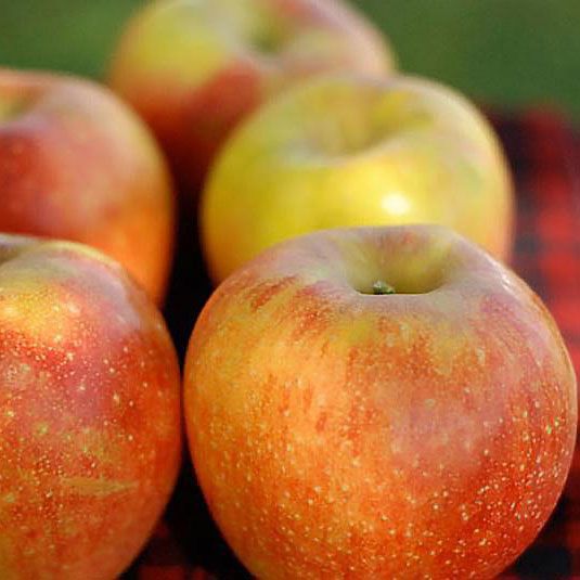 Photo of Orleans Antique Apple Tree