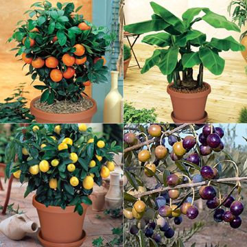 Photo of Indoor Fruit Tree Assortment