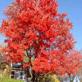 Maple Trees