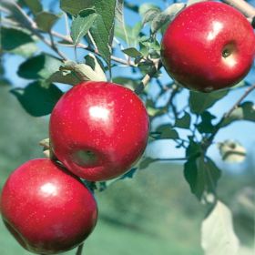 Organic GoldRush Semi-Dwarf Apple Tree - Fruition Seeds