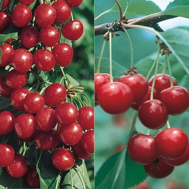 Photo of Sweet & Tart Cherry Tree Collection