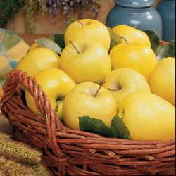Starkspur® Golden Delicious Apple