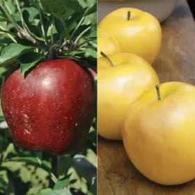 Photo of Red & Gold Apple Tree Collection