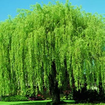 Willow Trees