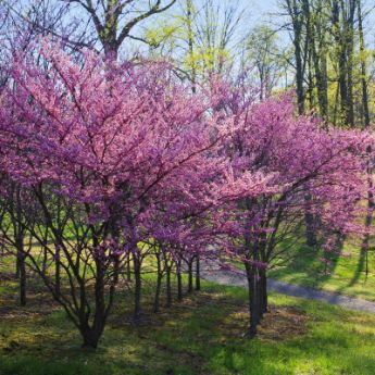 Flowering Trees