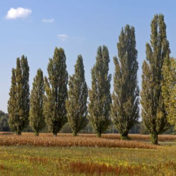 Shade Trees