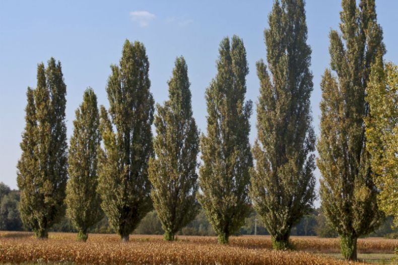 Shade Trees