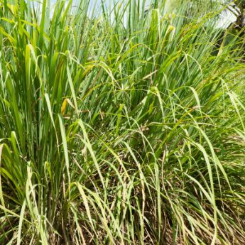Ornamental Grasses