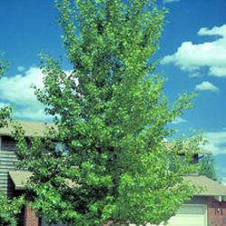 Photo of Hybrid Poplar (Shade Form)