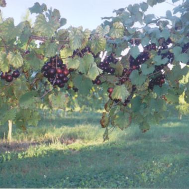 Photo of Nesbitt Muscadine Grape Vine