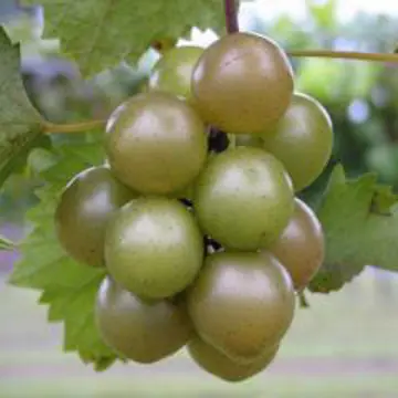 Photo of Triumph Muscadine Grape Vine