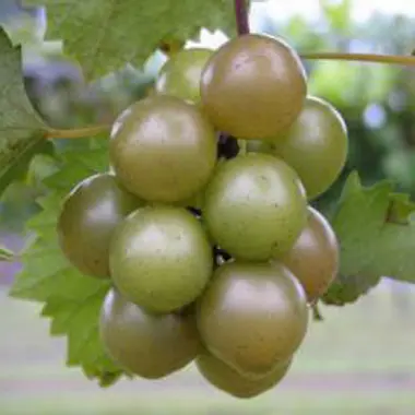 Photo of Triumph Muscadine Grape Vine