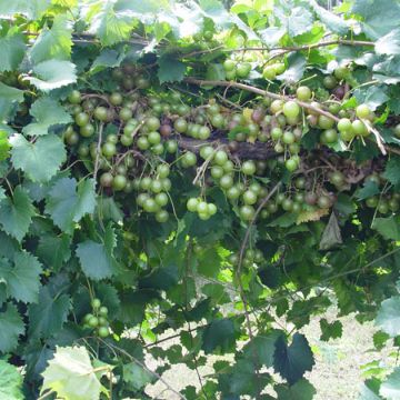 Photo of Triumph Muscadine Grape Vine