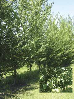 Photo of Green King Hybrid Elm Tree