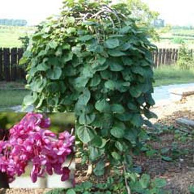 Photo of Lavender Twist® Weeping Redbud Tree